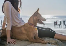 Las playas españolas donde tu perro es el verdadero protagonista de las vacaciones