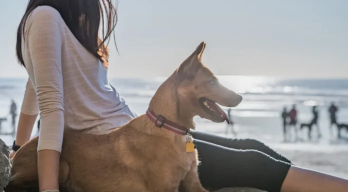 Las playas españolas donde tu perro es el verdadero protagonista de las vacaciones