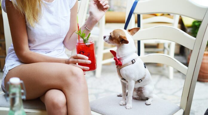 Merope: el restaurante donde tu perro come mejor que vos en Palermo