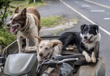 Viajar con tu perro a Nueva York: la guía que todo argentino necesita antes de partir
