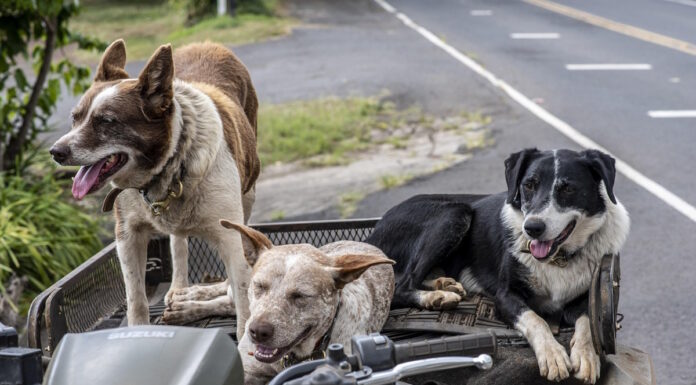 Viajar con tu perro a Nueva York: la guía que todo argentino necesita antes de partir