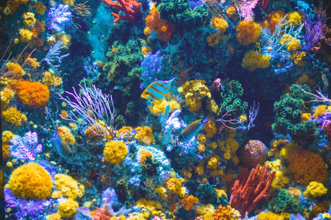 Por qué el buceo en la Gran Barrera de Coral es la experiencia que no podés dejar pasar en Australia