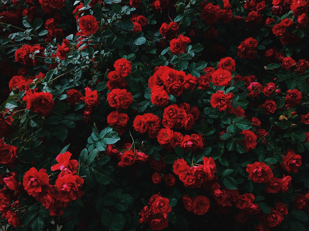 El Rosedal de Palermo: el jardín secreto de Buenos Aires que tenés que descubrir antes del invierno