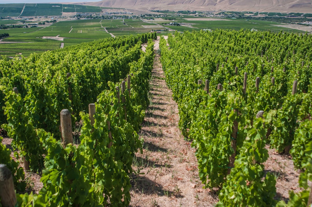 El Torrontés de Cafayate que te va a enamorar: así es la joya blanca de las bodegas salteñas