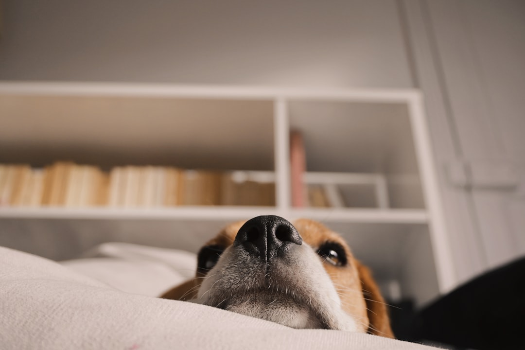 Londres con tu perro: los hoteles dog friendly donde tu compañero peludo es estrella