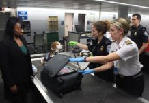 Viajar con tu perro al exterior: la guía completa para no dejar a tu mejor amigo en casa