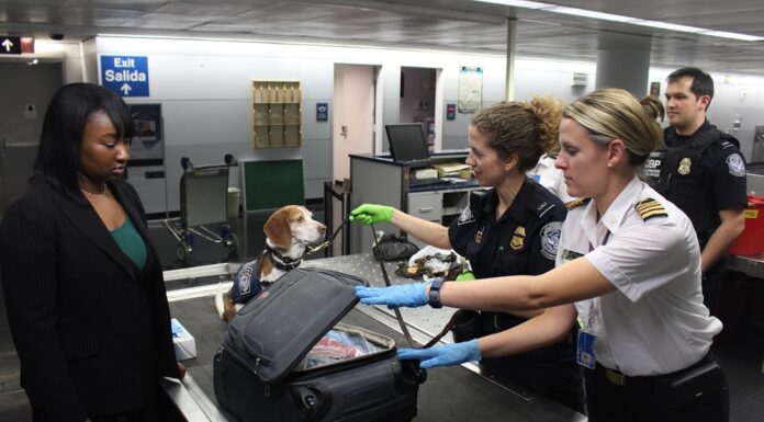 Viajar con tu perro al exterior: la guía completa para no dejar a tu mejor amigo en casa
