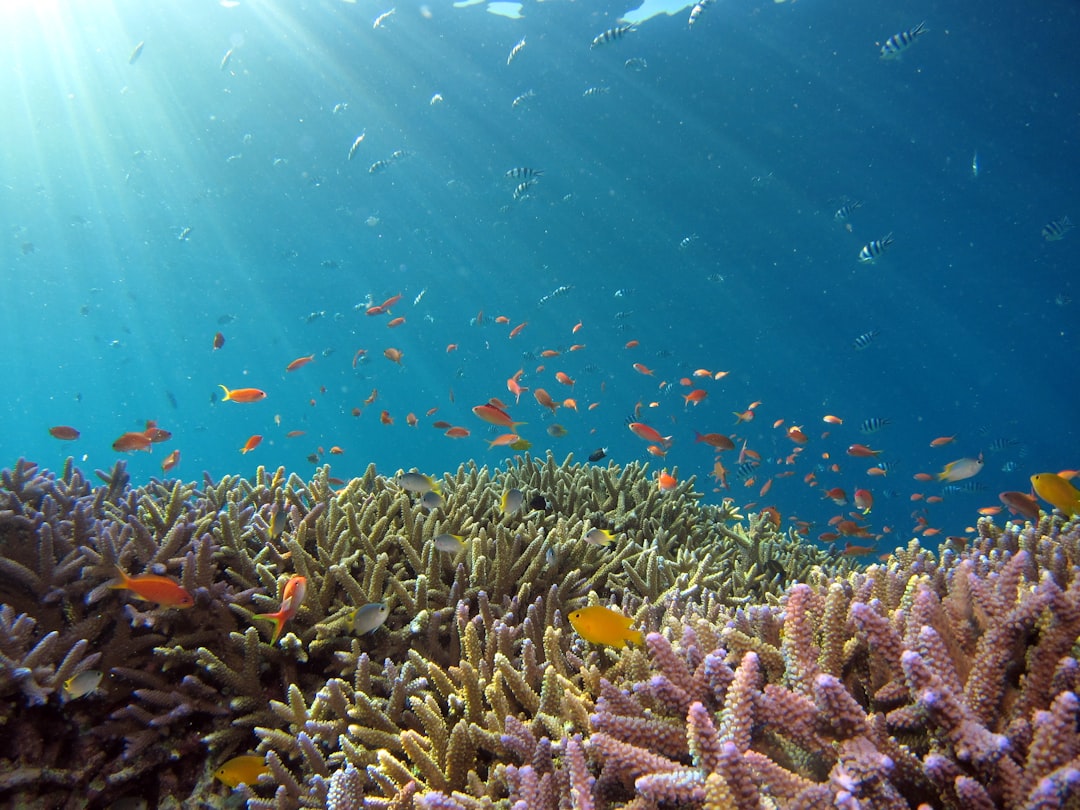 Por qué el buceo en la Gran Barrera de Coral es la experiencia que no podés dejar pasar en Australia