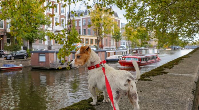 Amsterdam te espera con tu perro: los mejores restaurantes donde ambos son bienvenidos
