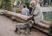Berlín con tu perro: los parques donde tu compañero peludo es la estrella