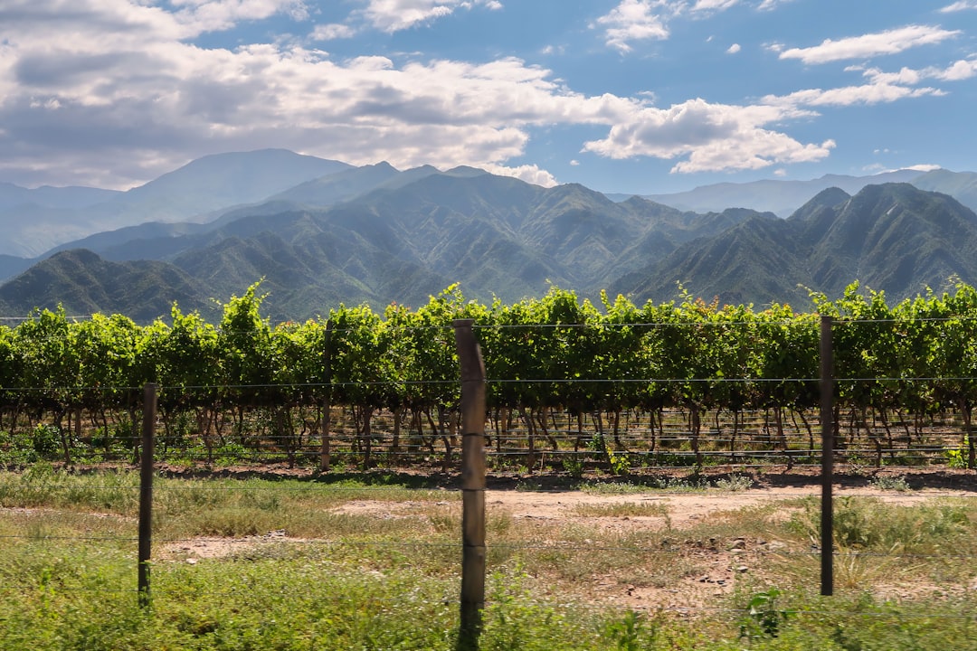 El Torrontés de Cafayate: por qué este vino blanco es la revelación que necesitás probar este verano