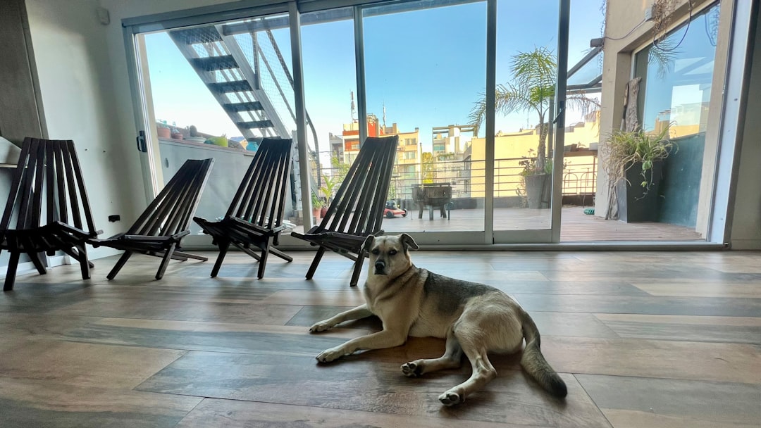 Salta con tu perro: las mejores cabañas donde tu compañero peludo es bienvenido