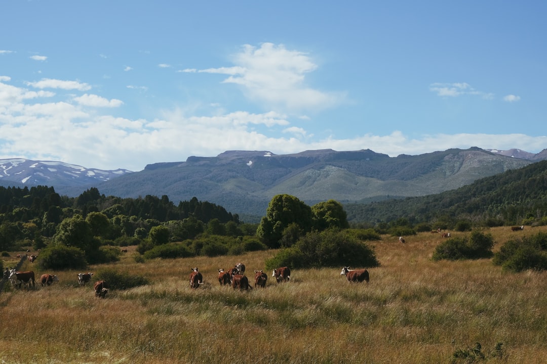 San Martín de los Andes es el destino que necesitás descubrir antes de que termine el año