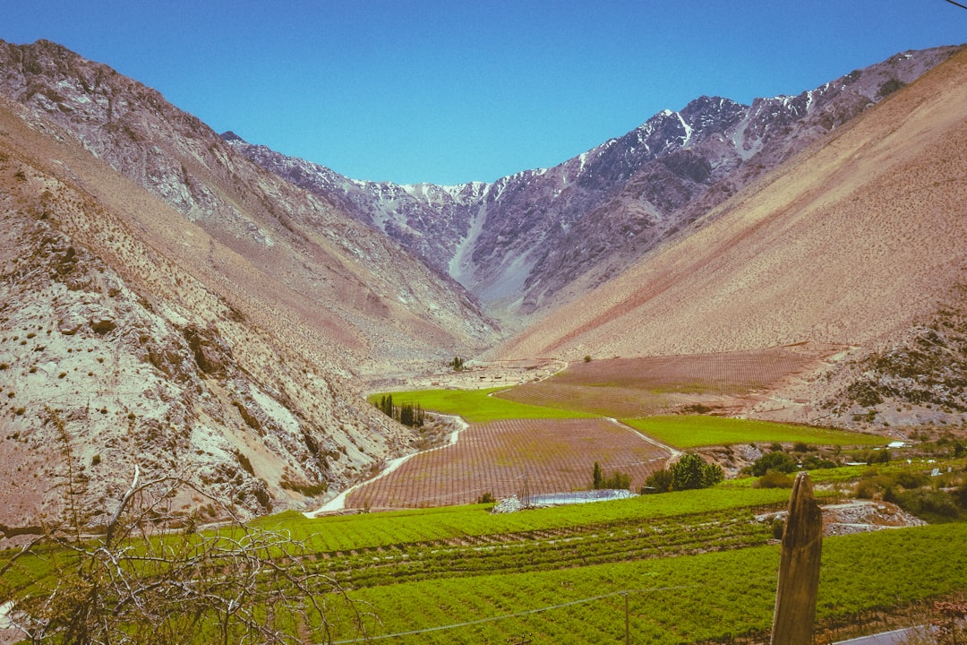 El Torrontés de Cafayate: el vino blanco que te va a enamorar en la primera copa