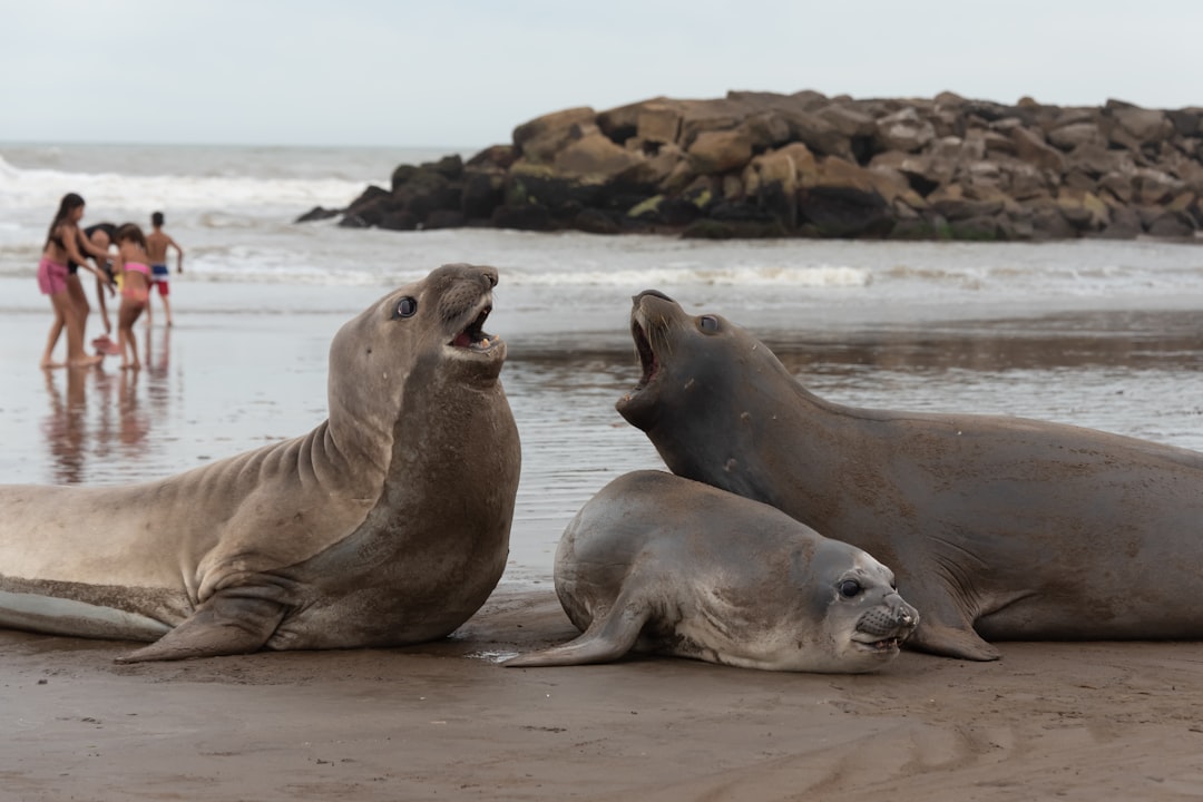 Mar del Plata te abre sus playas a tu compañero peludo: la guía que necesitabas