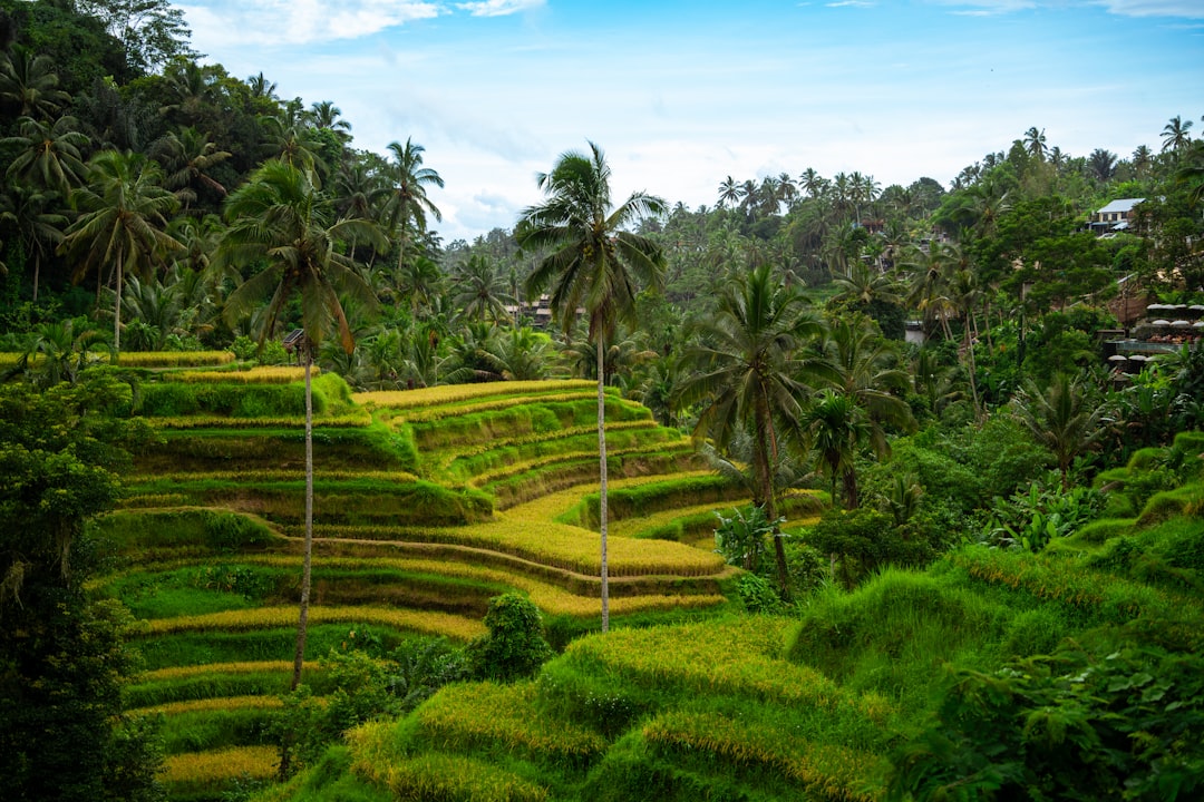 Ubud: el corazón espiritual de Bali que va a cambiar tu forma de viajar