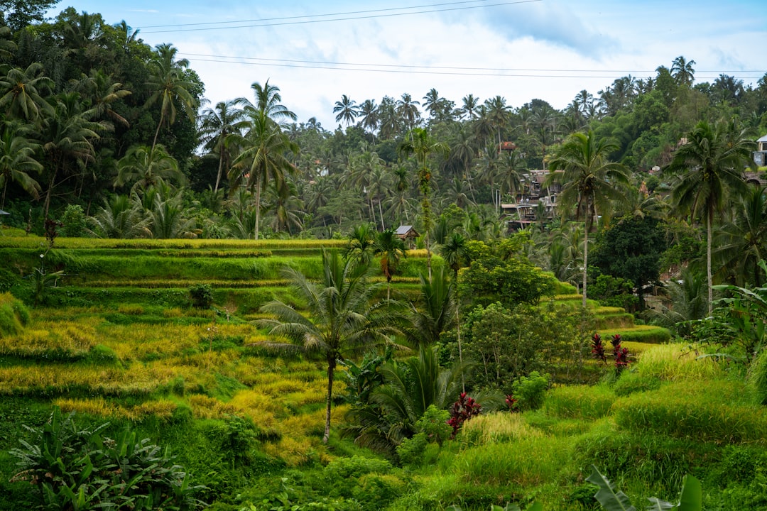 Ubud: el corazón espiritual de Bali que va a cambiar tu forma de viajar