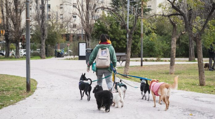 Primavera en Buenos Aires: los 5 parques donde tu perro va a disfrutar como nunca