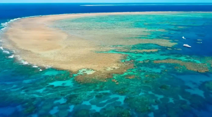 Buceo en la Gran Barrera de Coral: la aventura submarina que te va a cambiar la vida