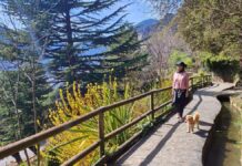 Tu perro merece conocer Europa: todo lo que necesitás saber antes de cruzar fronteras