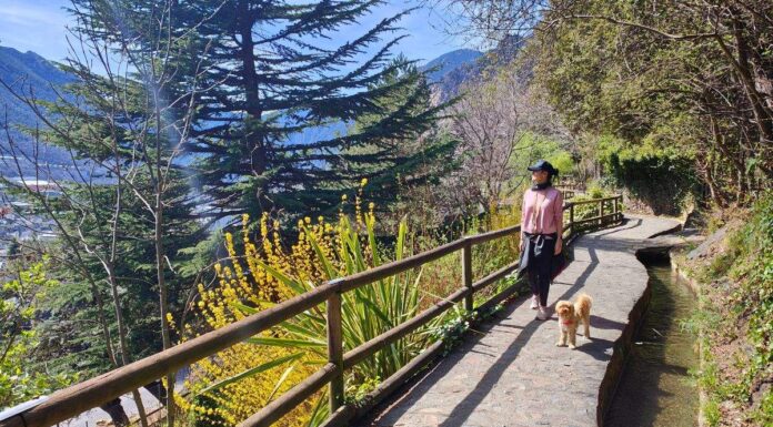 Tu perro merece conocer Europa: todo lo que necesitás saber antes de cruzar fronteras
