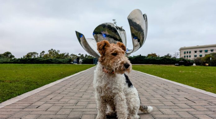 Los mejores parques de Buenos Aires para pasear con tu perro sin preocupaciones