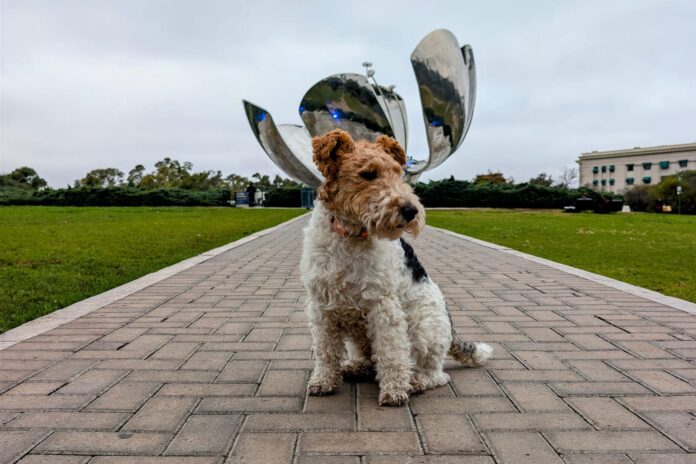buenos-aires-floralis-generica