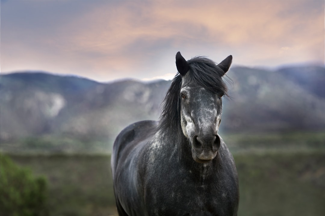 Cabalgar por Cachi: la ruta que te devuelve a la velocidad real del mundo