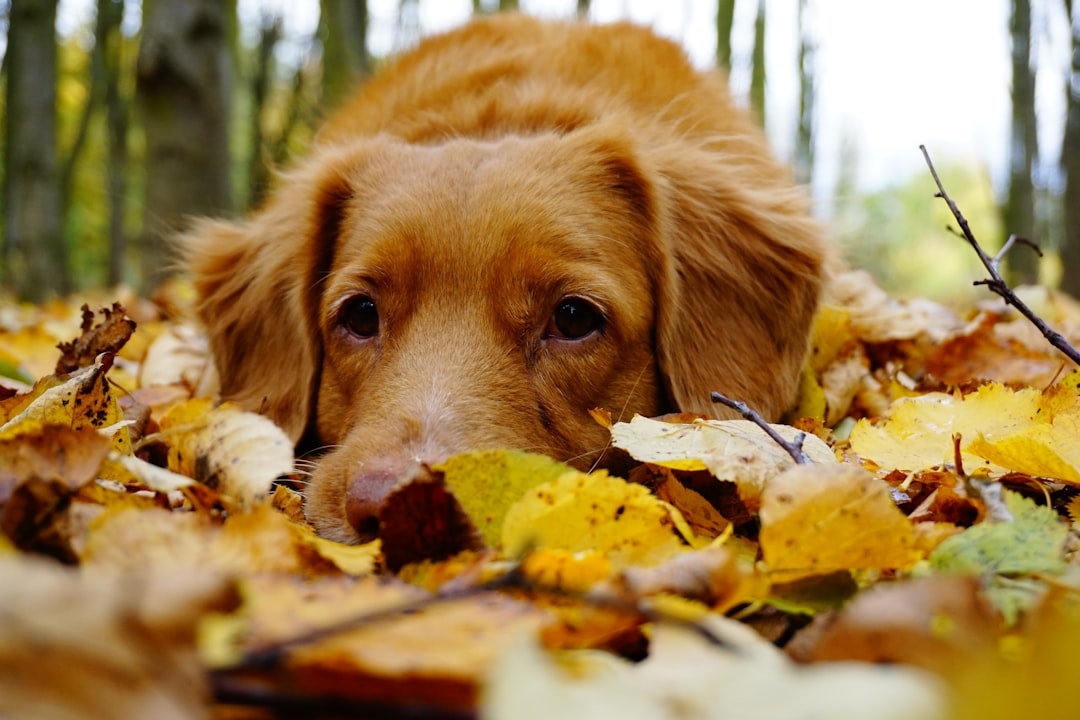 Viena con tu perro: la capital europea donde viajar con tu amigo de 4 patas es casi un deporte nacional
