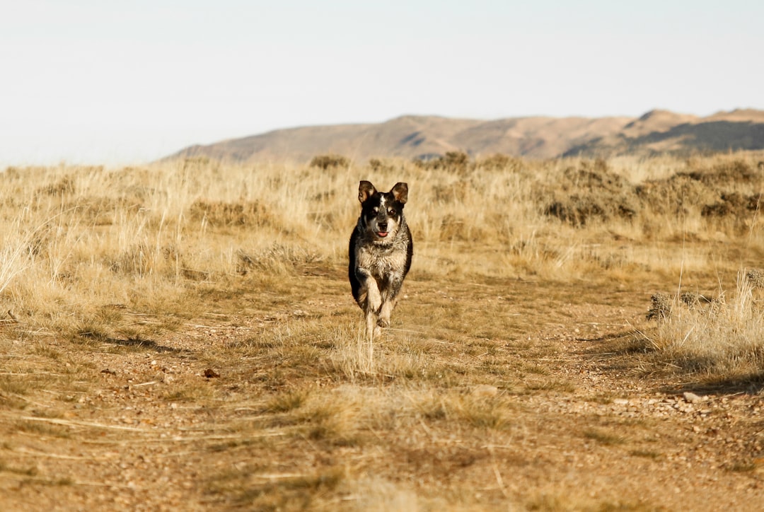 Camping con tu perro en Córdoba: la escapada de verano que tu compañero peludo merece