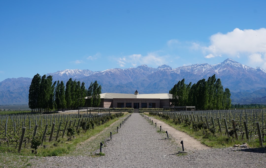 Mendoza en copa: la ruta del vino que te va a convertir en sommelier sin que te des cuenta