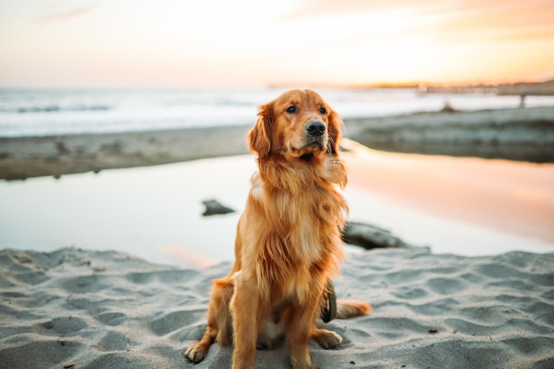 Portugal con tu perro: las playas donde tu compañero peludo puede disfrutar del verano