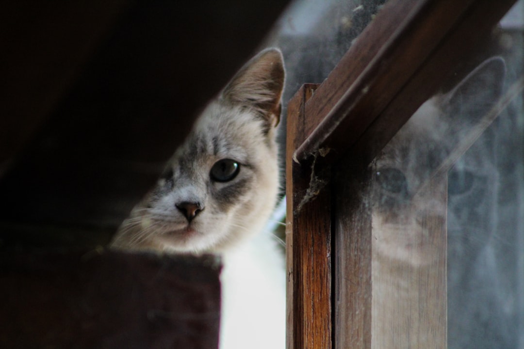 Viajar con tu gato a Bariloche: la guía completa para una aventura sin estrés