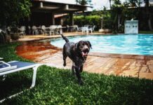Cancún con tu perro: los hoteles donde tu mejor amigo es tan bienvenido como vos