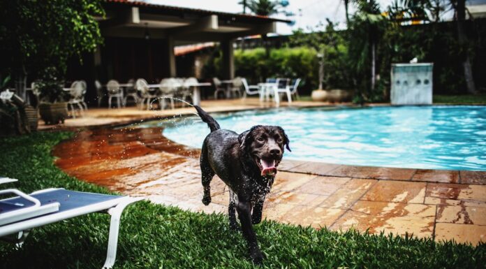 Cancún con tu perro: los hoteles donde tu mejor amigo es tan bienvenido como vos
