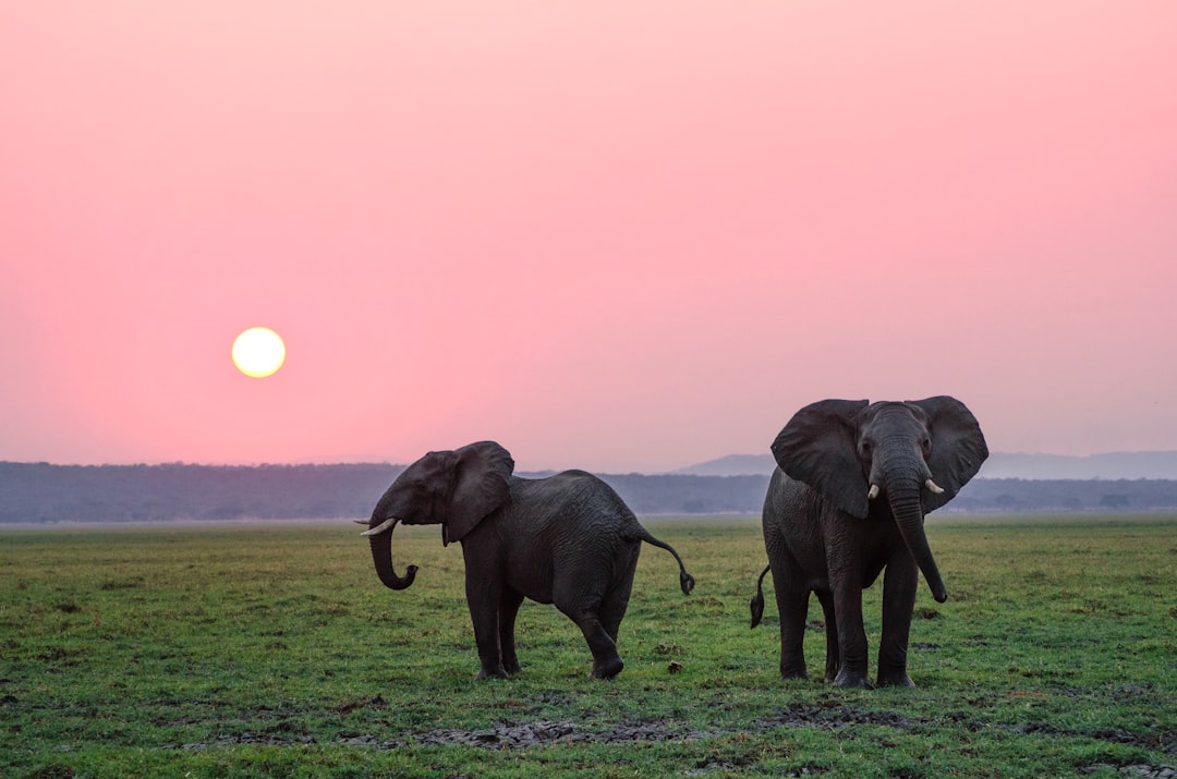 Safari en el Masai Mara: la aventura africana que te va a cambiar la vida