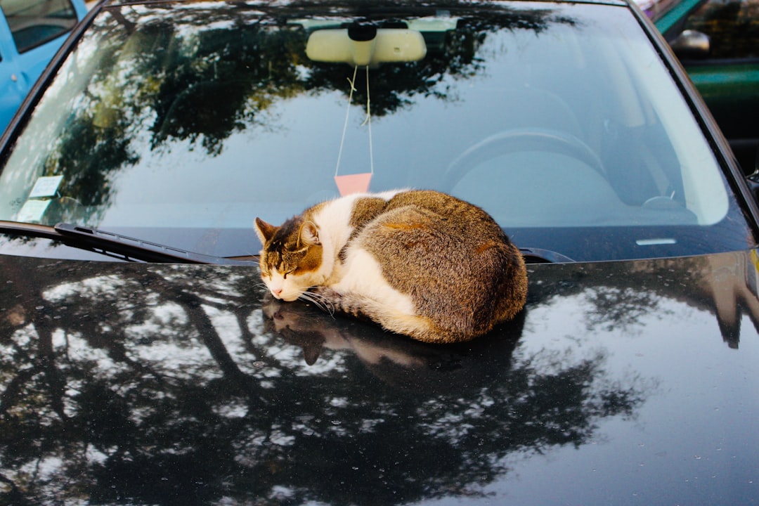 Viajar con tu gato a Bariloche: la guía completa para una aventura sin estrés