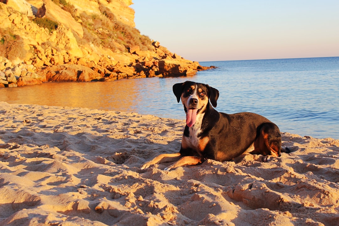 Portugal con tu perro: las playas donde tu compañero peludo puede disfrutar del verano