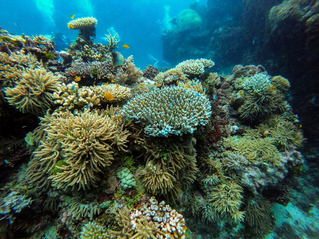 Buceo en la Gran Barrera de Coral: la aventura submarina que te va a cambiar la vida