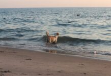 Villa Gesell con tu perro: el destino de playa donde tu compañero peludo es realmente bienvenido