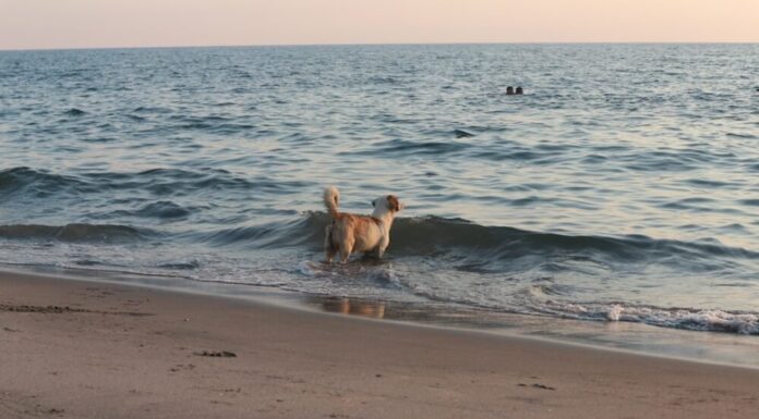Villa Gesell con tu perro: el destino de playa donde tu compañero peludo es realmente bienvenido