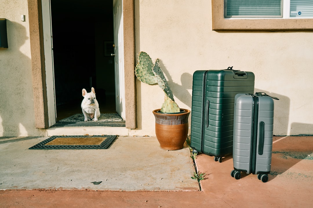 Viajar con tu perro al exterior: la guía completa para no quedarte sin aventura