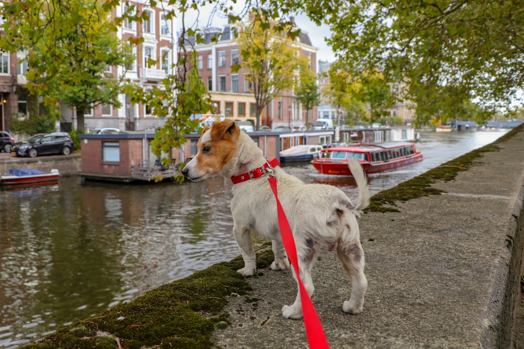 Amsterdam sin culpas: los mejores restaurantes donde tu perro es parte de la mesa