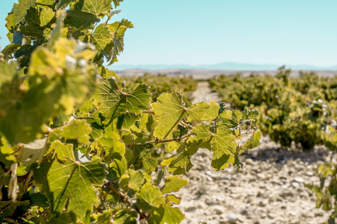 El Torrontés de Cafayate que va a cambiar tu forma de entender el vino blanco argentino