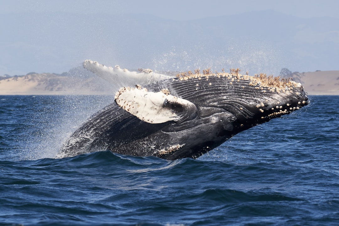 Las ballenas de Puerto Madryn te van a dejar sin palabras: cómo vivirlo en 2026