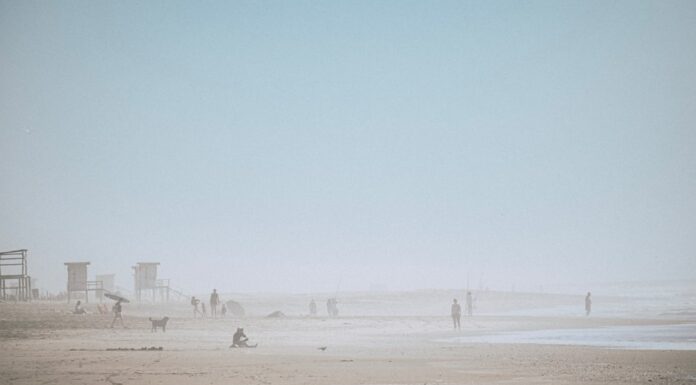 Pinamar es el paraíso que buscabas para viajar con tu perro: playas, hoteles y diversión garantizada