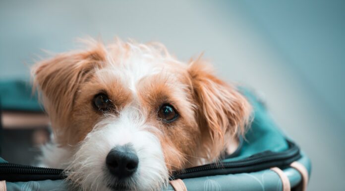 Viajar con tu perro al exterior: la guía completa para no quedarte sin aventura