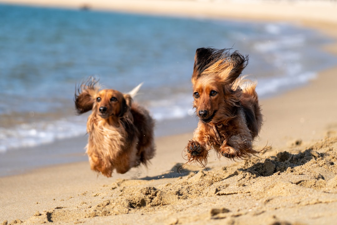Pinamar con tu perro: la playa donde tu compañero peludo es el verdadero protagonista
