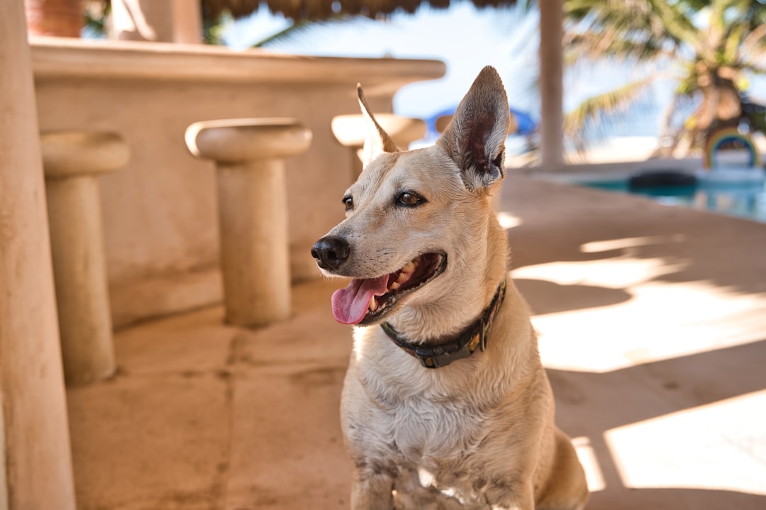 Cancún con tu perro: los hoteles donde tu mejor amigo es tan bienvenido como vos