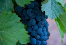 Por qué una tarde en la bodega Norton es la mejor inversión que podés hacer en Mendoza